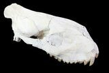 Oreodont (Merycoidodon) Partial Skull - Wyoming #93755-3